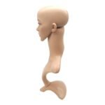 skintone female display head